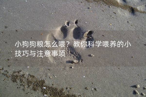 小狗狗粮怎么喂？教你科学喂养的小技巧与注意事项
