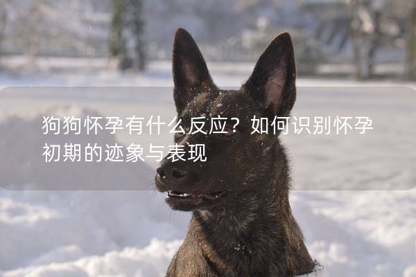 狗狗怀孕有什么反应？如何识别怀孕初期的迹象与表现
