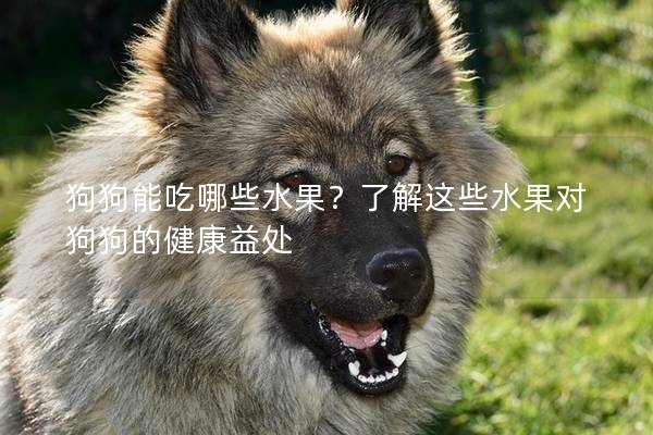 狗狗能吃哪些水果？了解这些水果对狗狗的健康益处
