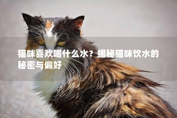 猫咪喜欢喝什么水？揭秘猫咪饮水的秘密与偏好
