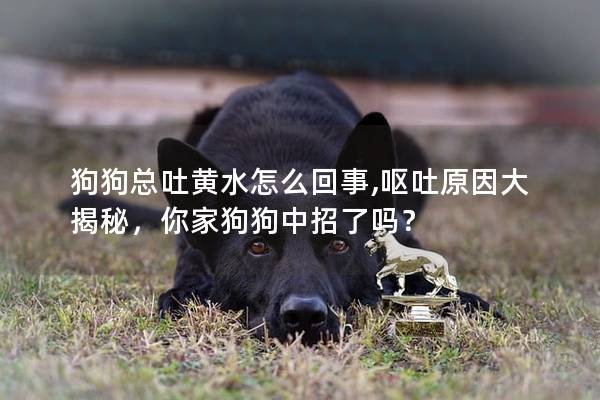 狗狗总吐黄水怎么回事,呕吐原因大揭秘，你家狗狗中招了吗？