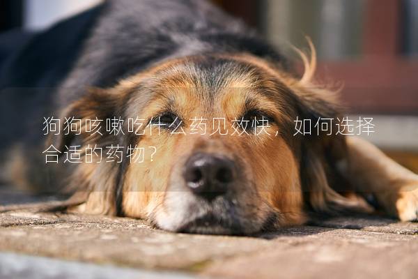 狗狗咳嗽吃什么药见效快，如何选择合适的药物？