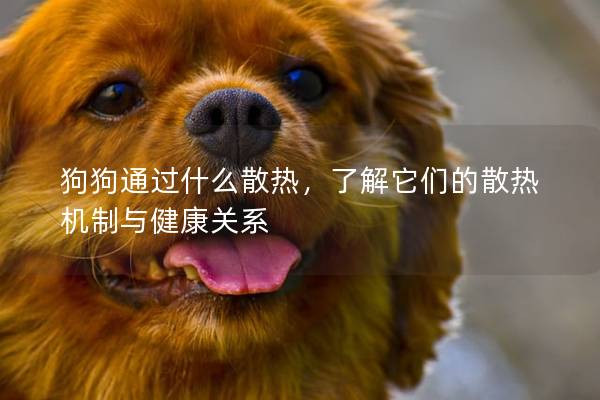 狗狗通过什么散热，了解它们的散热机制与健康关系