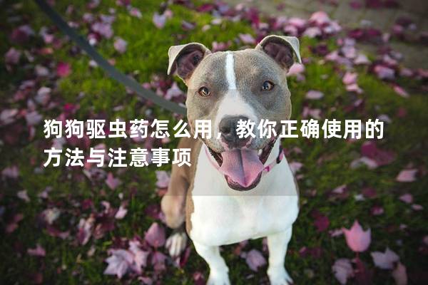 狗狗驱虫药怎么用，教你正确使用的方法与注意事项