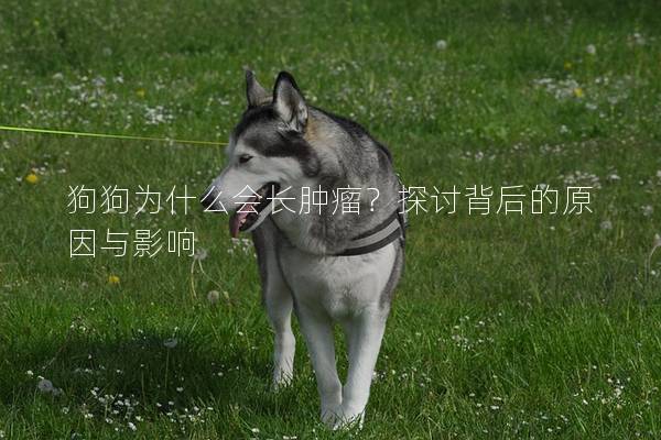 狗狗为什么会长肿瘤？探讨背后的原因与影响