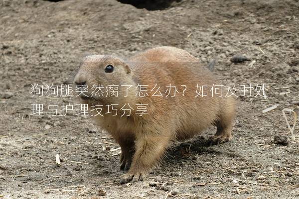 狗狗腿突然瘸了怎么办？如何及时处理与护理技巧分享