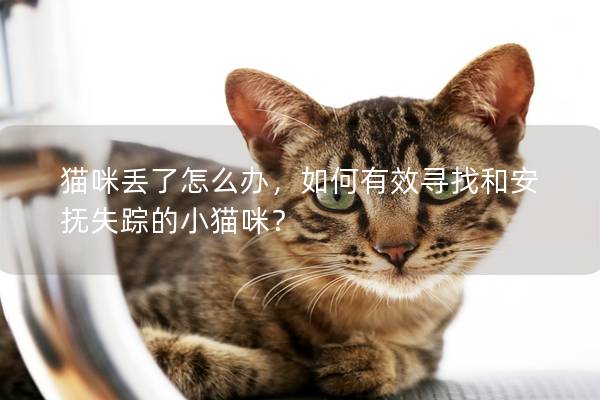猫咪丢了怎么办，如何有效寻找和安抚失踪的小猫咪？