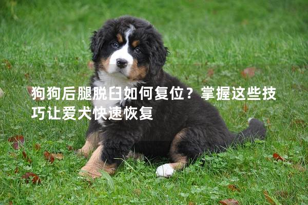 狗狗后腿脱臼如何复位？掌握这些技巧让爱犬快速恢复