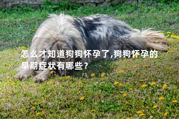 怎么才知道狗狗怀孕了,狗狗怀孕的早期症状有哪些？