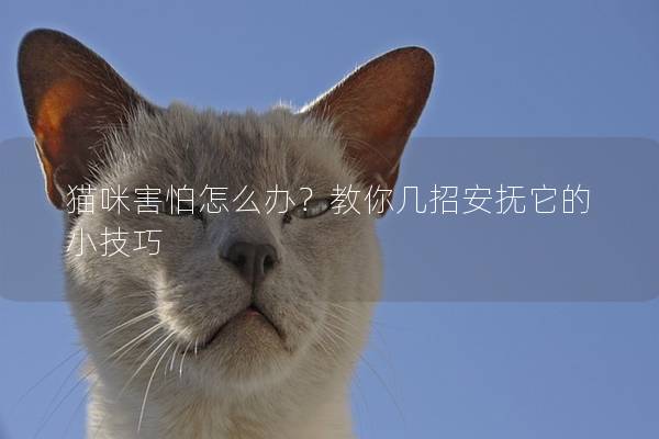 猫咪害怕怎么办？教你几招安抚它的小技巧