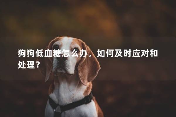 狗狗低血糖怎么办，如何及时应对和处理？