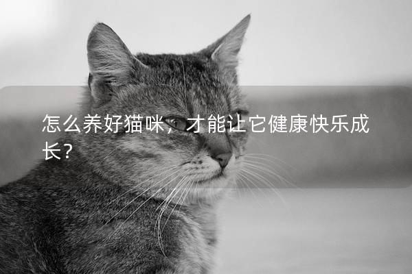怎么养好猫咪，才能让它健康快乐成长？
