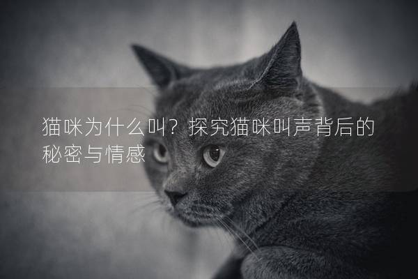 猫咪为什么叫？探究猫咪叫声背后的秘密与情感
