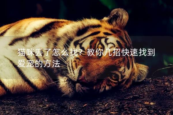 猫咪丢了怎么找？教你几招快速找到爱宠的方法