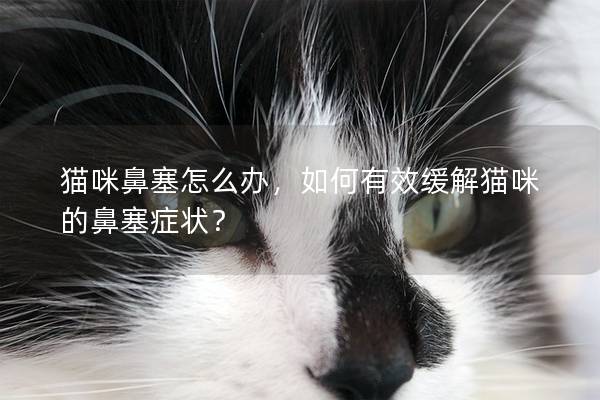 猫咪鼻塞怎么办，如何有效缓解猫咪的鼻塞症状？