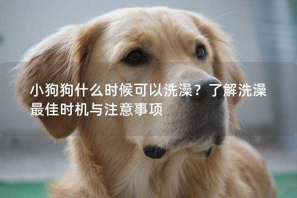 小狗狗什么时候可以洗澡？了解洗澡最佳时机与注意事项