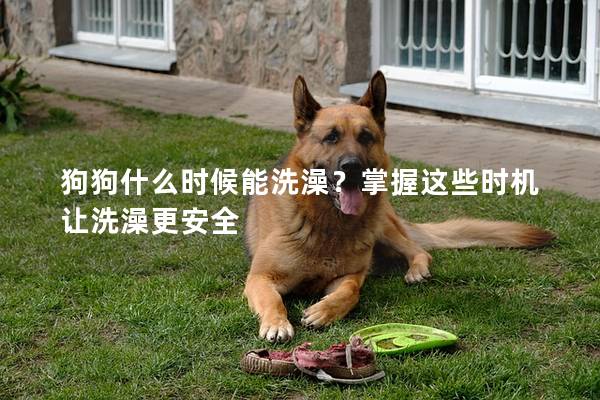 狗狗什么时候能洗澡？掌握这些时机让洗澡更安全