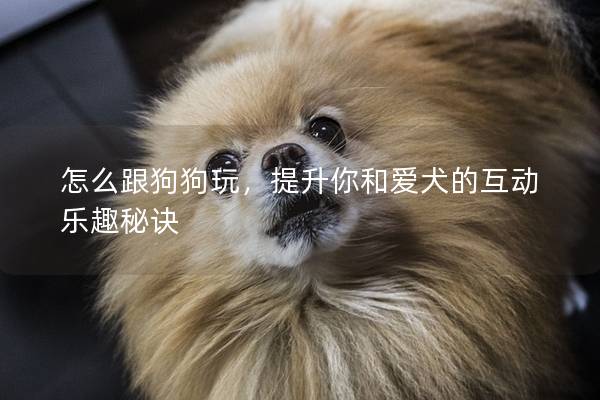 怎么跟狗狗玩，提升你和爱犬的互动乐趣秘诀