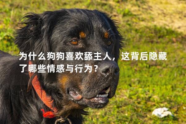 为什么狗狗喜欢舔主人，这背后隐藏了哪些情感与行为？