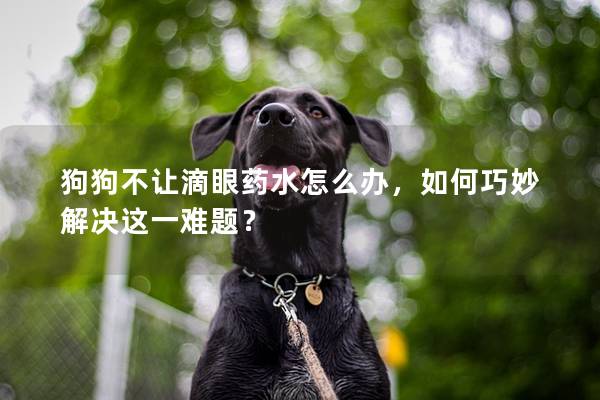 狗狗不让滴眼药水怎么办，如何巧妙解决这一难题？