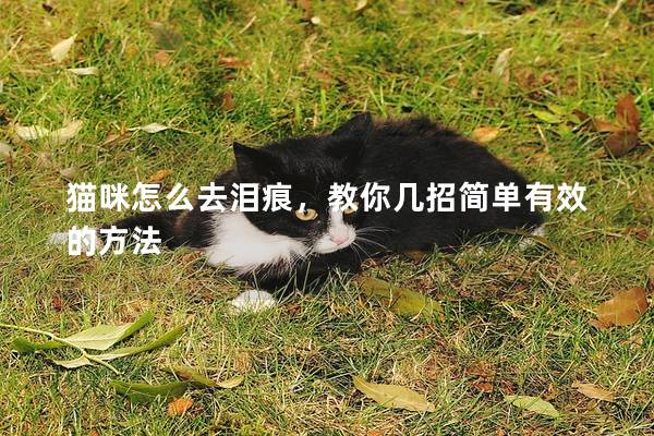 猫咪怎么去泪痕，教你几招简单有效的方法