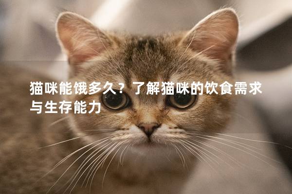 猫咪能饿多久？了解猫咪的饮食需求与生存能力