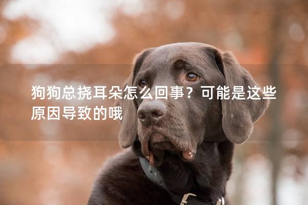 狗狗总挠耳朵怎么回事？可能是这些原因导致的哦