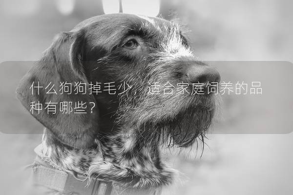 什么狗狗掉毛少，适合家庭饲养的品种有哪些？