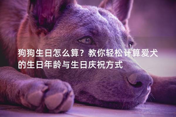 狗狗生日怎么算？教你轻松计算爱犬的生日年龄与生日庆祝方式