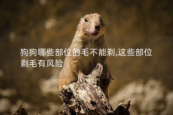 狗狗哪些部位的毛不能剃,这些部位剃毛有风险