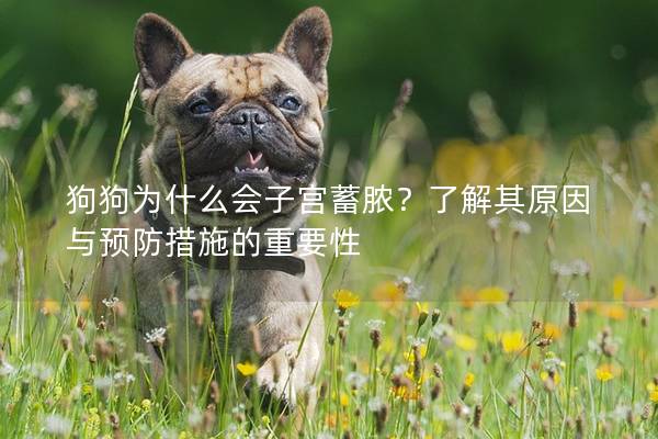 狗狗为什么会子宫蓄脓？了解其原因与预防措施的重要性