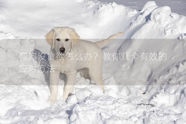 狗狗没食欲怎么办？教你几个有效的应对方法