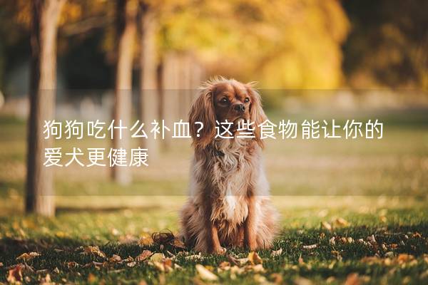 狗狗吃什么补血？这些食物能让你的爱犬更健康