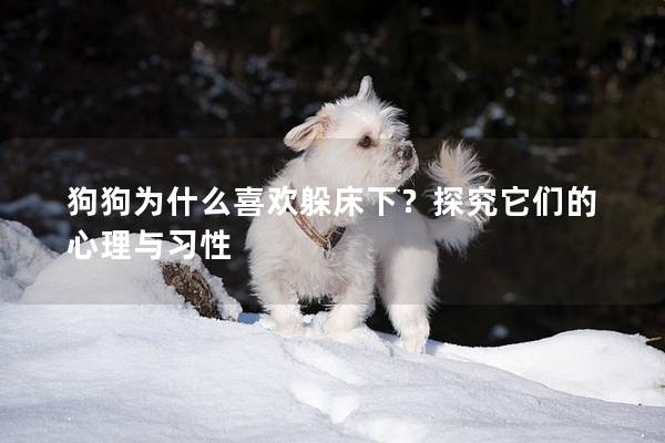 狗狗为什么喜欢躲床下？探究它们的心理与习性