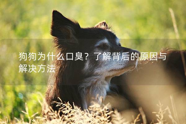 狗狗为什么口臭？了解背后的原因与解决方法