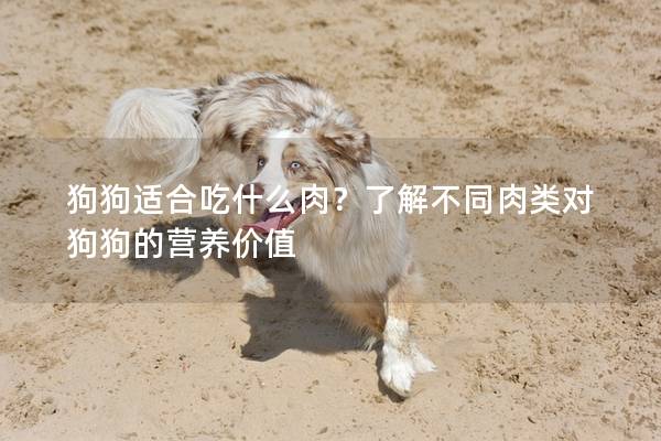 狗狗适合吃什么肉？了解不同肉类对狗狗的营养价值