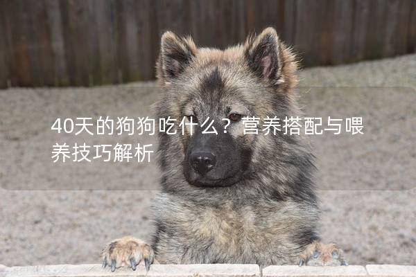 40天的狗狗吃什么？营养搭配与喂养技巧解析