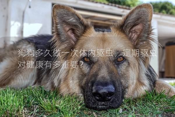 狗狗多久做一次体内驱虫，定期驱虫对健康有多重要？