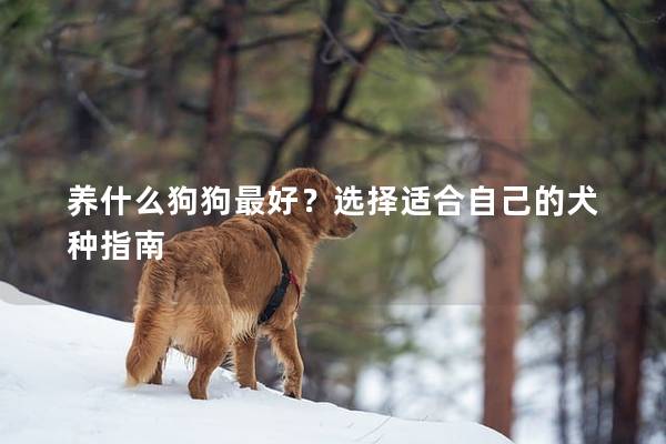 养什么狗狗最好？选择适合自己的犬种指南