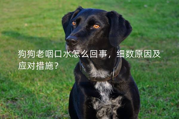 狗狗老咽口水怎么回事，细数原因及应对措施？