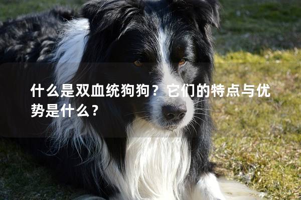 什么是双血统狗狗？它们的特点与优势是什么？