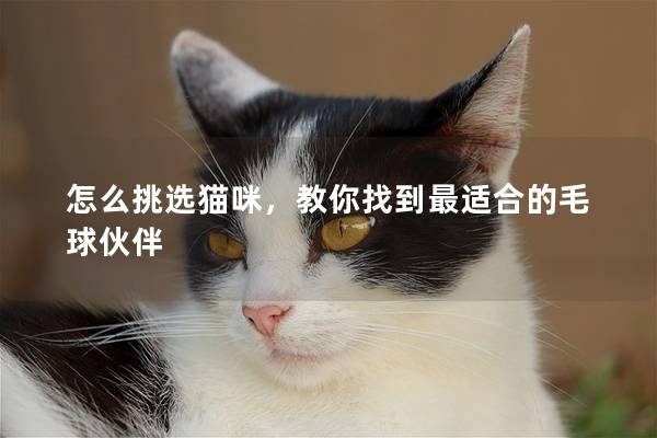 怎么挑选猫咪，教你找到最适合的毛球伙伴