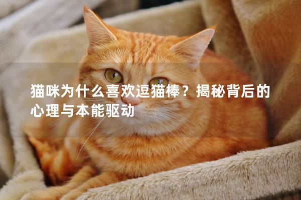 猫咪为什么喜欢逗猫棒？揭秘背后的心理与本能驱动