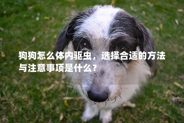 狗狗怎么体内驱虫，选择合适的方法与注意事项是什么？