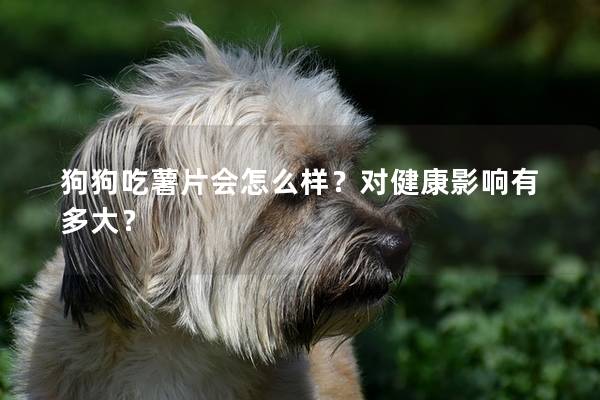 狗狗吃薯片会怎么样？对健康影响有多大？