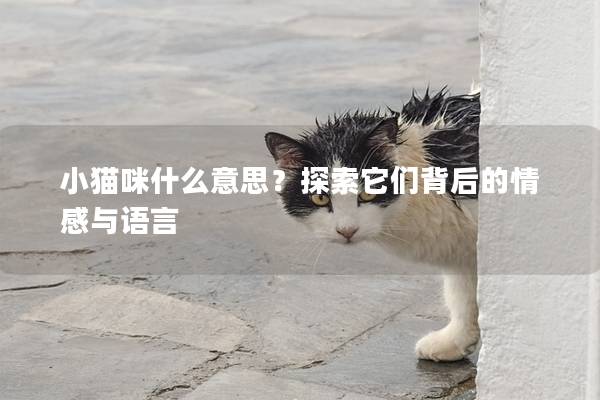 小猫咪什么意思？探索它们背后的情感与语言