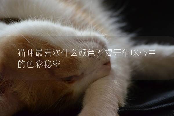 猫咪最喜欢什么颜色？揭开猫咪心中的色彩秘密