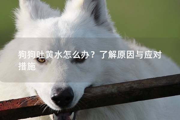 狗狗吐黄水怎么办？了解原因与应对措施