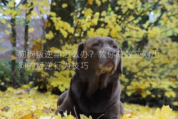 狗狗叛逆期怎么办？教你有效应对小狗的叛逆行为技巧