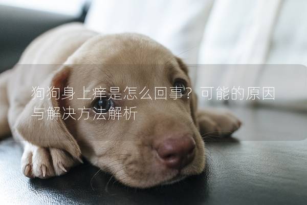 狗狗身上痒是怎么回事？可能的原因与解决方法解析